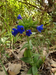 Pulmonaria longifolia