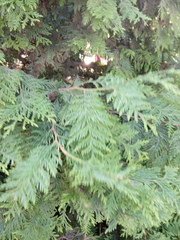 Thuja plicata