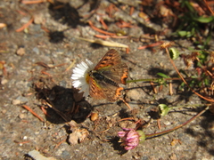 Lycaena phlaeas phlaeoides