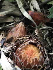 Langsdorffia hypogaea