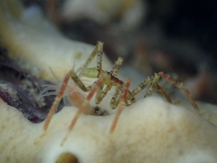 Ammothea hilgendorfi