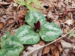 Trillium decumbens