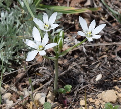 Ornithogalum navaschinii