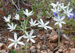 Ornithogalum navaschinii