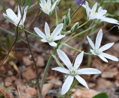 Ornithogalum navaschinii
