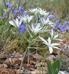 Ornithogalum navaschinii
