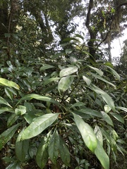 Osmanthus matsumuranus