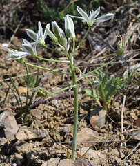 Ornithogalum navaschinii