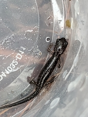 Plethodon chattahoochee