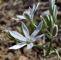 Ornithogalum navaschinii