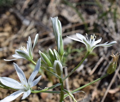 Ornithogalum navaschinii