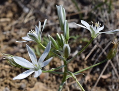 Ornithogalum navaschinii