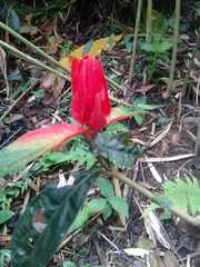 Ruellieae