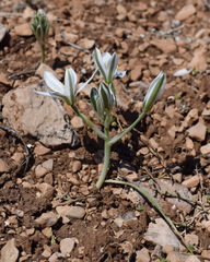 Ornithogalum navaschinii