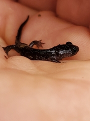 Plethodon chattahoochee