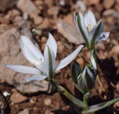 Ornithogalum navaschinii