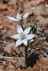 Ornithogalum navaschinii