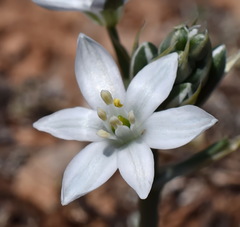 Ornithogalum navaschinii