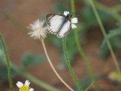 Heliopetes omrina