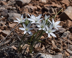 Ornithogalum navaschinii