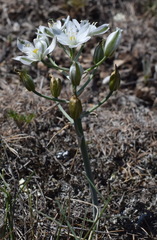 Ornithogalum navaschinii