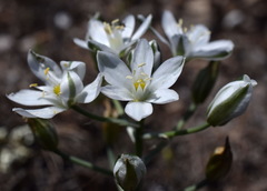 Ornithogalum navaschinii