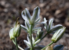 Ornithogalum navaschinii