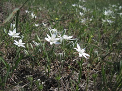 Ornithogalum navaschinii