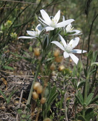 Ornithogalum navaschinii