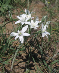 Ornithogalum navaschinii