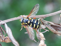 Xanthogramma citrofasciatum