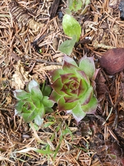 Sempervivum tectorum