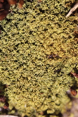 Tortella flavovirens