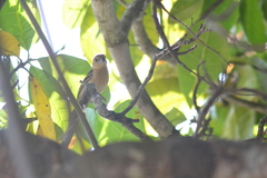 Sporophila morelleti