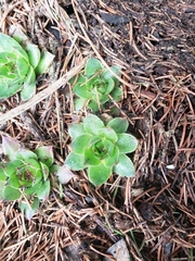 Sempervivum tectorum
