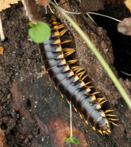Yellow-and-black Flat Millipede photo 4