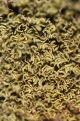 Tortella flavovirens