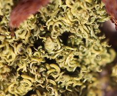 Tortella flavovirens