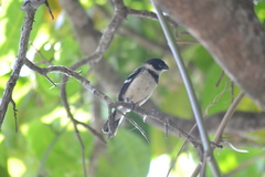 Sporophila morelleti