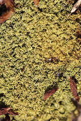 Tortella flavovirens