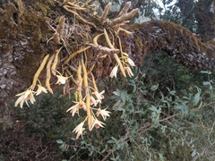 Dendrobium heterocarpum