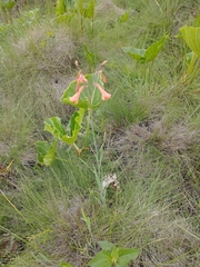 Alstroemeriaceae