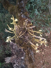 Dendrobium heterocarpum