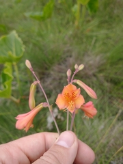 Alstroemeriaceae