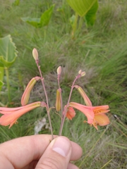 Alstroemeriaceae
