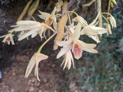 Dendrobium heterocarpum