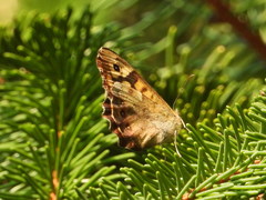 Pararge aegeria