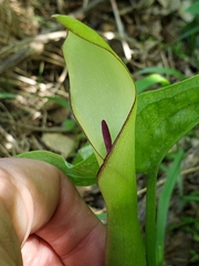 Arum hygrophilum