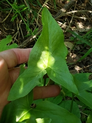 Arum hygrophilum