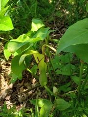 Arum hygrophilum